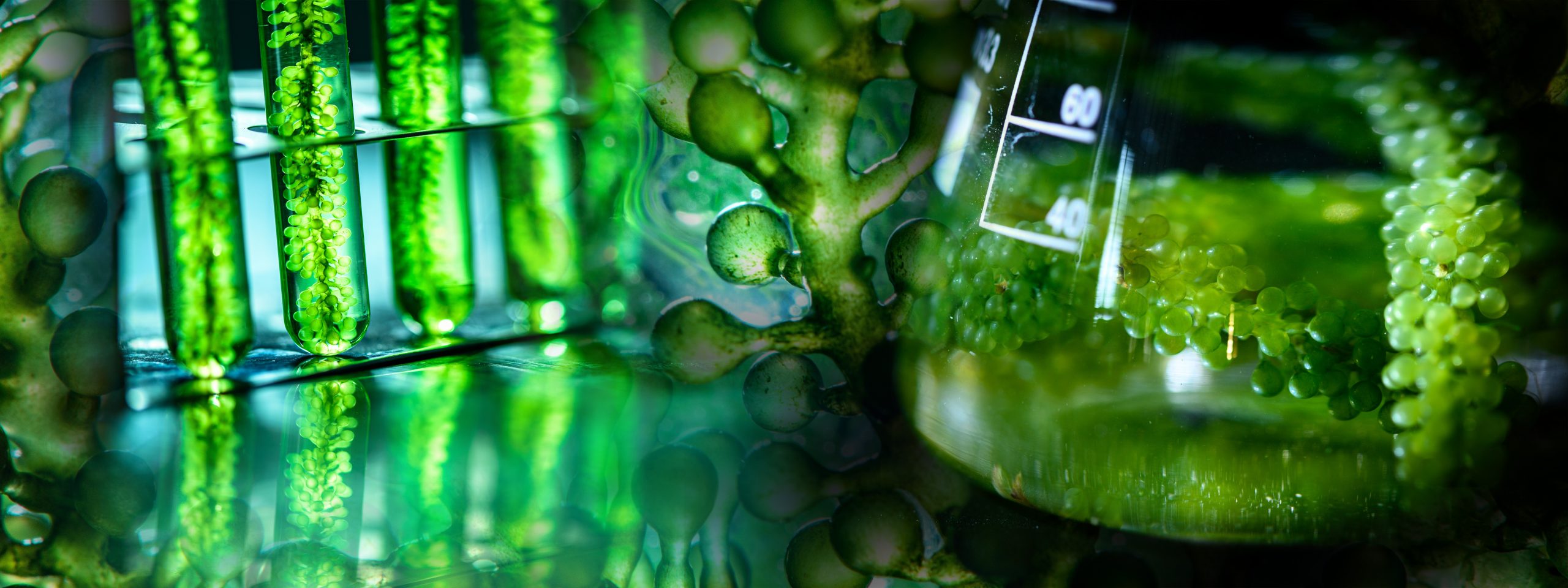 Significance of Micronutrients in Spirulina