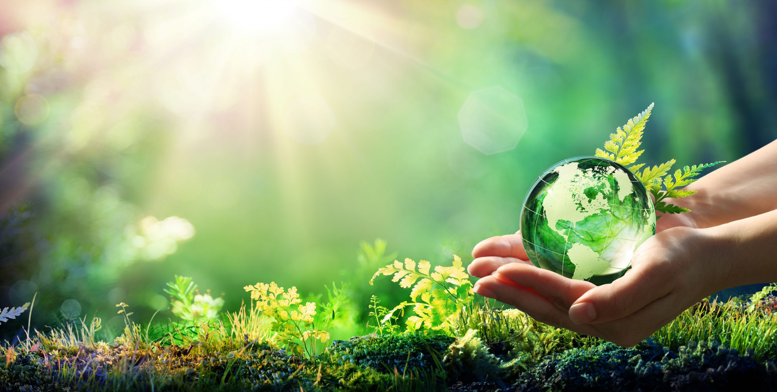 What are the benefits of Spirulina Powder? (Part 2)