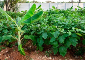 Greening-the-Planet-g3_1585050179