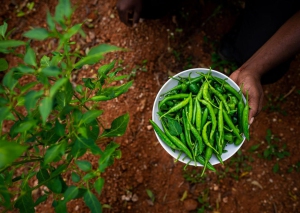 Growing-Wellness-Organically-g1_1585049487