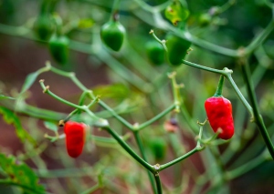 Growing-Wellness-Organically-g2_1585049487