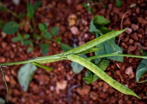 Growing-Wellness-Organically-g3_1585049487