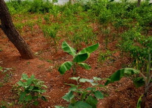 Growing-Wellness-Organically-g4_1585049487