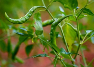 Growing-Wellness-Organically-g5_1585049487